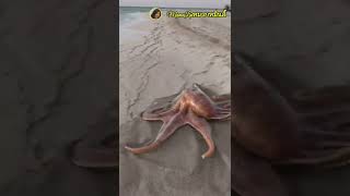 #Giant Octopus moveing on the beach ปลาหมึกยักษ์ เคลื่อนไหวบนชายหาด