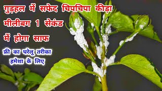 2 सेकंड में मीलिबग खत्म करने का तरीका / Mealybug Treatment on Hibiscus / Mealybug Control instantly