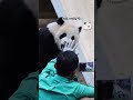 할부지 촬영 방해하는 후이바오 🐼 후이 후이바오 루이 루이바오 huibao ruibao panda 판다