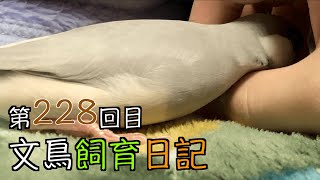 文鳥飼育日記第228回目