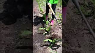 soil loosening process using cool farmer tools #shorts