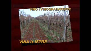 Vina iz Istre