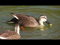 カルガモ spot billed duck