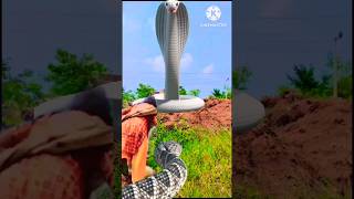 Anaconda aur naagin | Ichchadhari nagin video | #anaconda  #snake  #ichchadharinagin  #shorts