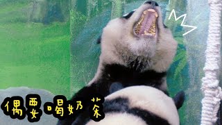 圓寶狂撒嬌，一直盧要喝奶，圓圓拿寶寶沒辦法|熊貓貓熊The Giant Panda Yuan Yuan and Yuan Bao|台北市立動物園