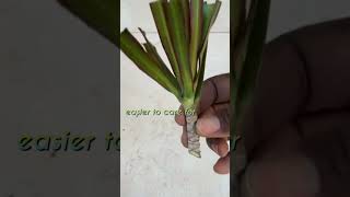 Simple Dracaena Plant Propagation #shorts #dracaena #dragontree