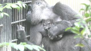 【京都市動物園】ゴリラの赤ちゃん、ママの胸　Gorilla baby on mom's chest