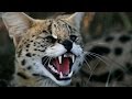 Four Cats Makes for a Crazy Household | My Cat From Hell