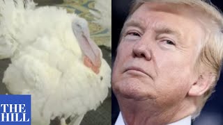 Which turkey will get pardoned by President Trump -- Corn or Cob?