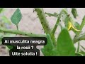 Scapa definitiv de musculita neagra la tomate cu aceasta solutie facuta acasa