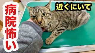 病院で心細くなり甘えてくる保護子猫／キャリーを拒む賢い子猫タラちゃん