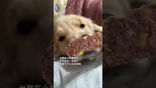 🐶：我不是在做梦吧？ 小鸡毛 金毛 萌宠日常记录 狗狗 它真的好像个小宝宝