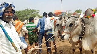 పెబ్బేరు ఎద్దుల సంతలో నాగర్ దొడ్డి రైతు కోడెల రేటు | pebbair Bail bazaar ‎@PURNA FARMS AGRICULTURE 