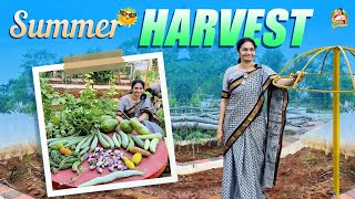 Summer Harvest /ఫార్మ్ లో గొడుగు పందిర్లు  \u0026 ఒక చిన్న హార్వెస్ట్ .