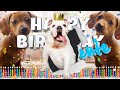 happy birthday bente funny talking dogs what is free on my birthday