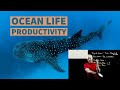 Ocean Productivity Simplified