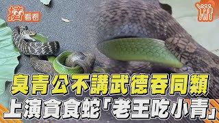 臭青公不講武德「活吞同類」 上演貪食蛇網驚:老王吃小青｜TVBS新聞@TVBSNEWS01