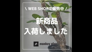 【monkey plants】サボテン コーデックス ユーフォルビア アガベ　パキポディウム　植物 横浜市 通販　温室　イベント　コロナ　ネオフンベルティ