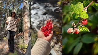 Wild Raspberry Foraging