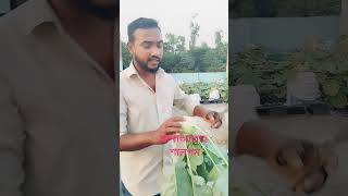 ছাদবাগান থেকে  শীতকালীন সবজি শালগম উত্তোলন করলাম। #ছাদবাগান #ছাদ_কৃষি  #fypviral  #alhamdulillah