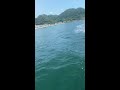 鹿児島市錦江湾イルカと遊ぶ