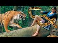 tiger run follow she survives from snake in the jungle big forest