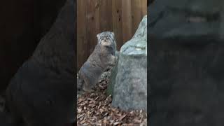 #shorts 一回ポーズ取ってから帰るロータスくん♪マヌルネコ　埼玉県こども動物自然公園にて　2021年12月18日