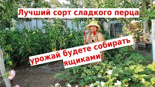 Сажаю и буду сажать эти перцы всегда. Лучшие сорта сладкого перца 2022 Иван да Марья