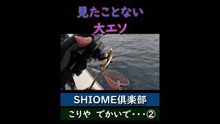 【日本海のすごさ②】巨大魚釣るが・・恥ずかしい一言。泣  #shorts