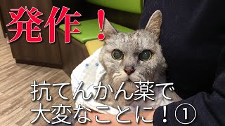 発作！【18歳脳炎の老猫】抗てんかん薬で大変なことに① 20/06/16