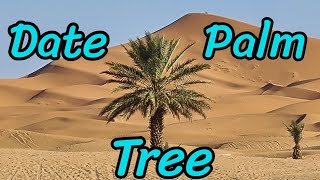 Trees of the World: Date Palm Tree.      شجرة النخيل