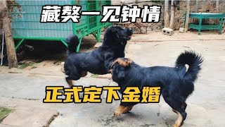 Tibetan Mastiff  dogs | 凶猛的藏獒迎接着幸福的时刻  藏獒一见钟情定下终身大事