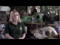 career advice on becoming a head zoo keeper by katherine l full version