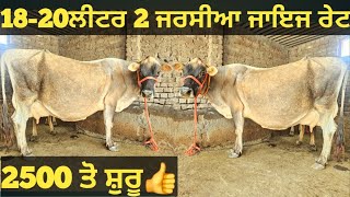 ਜਾਇਜ ਰੇਟ 18-20ਲੀਟਰ ਵਾਲੀਆ 2 ਜਰਸੀਆ,,2500 ਤੋ ਸ਼ੁਰੂ😱।jarsey cows for sale/vadiya farm/2-5-24