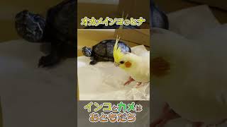 オカメインコの中ヒナ・インコとカメはおともだち【たまちゃんねる】#shorts