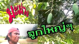 #ฝาก​กด​ติดตาม​กดไลค์​กด​แชร์​ช่อง​สตูดิโอ​บ้าน​นา​ มะม่วง​ลูก​ใหญ่​ๆ