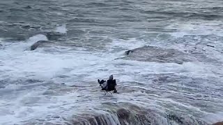 Guy totally unfazed by massive approaching wave #Shorts