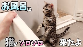 猫がお風呂にゾロゾロとやって来た！可愛くて面白い個性豊かな反応！