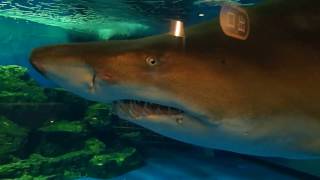 シロワニ Sand tiger shark ＠しながわ水族館