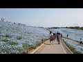 国営ひたち海浜公園のネモフィラと菜の花