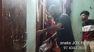 baby cobra rescue at night.