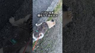 ゆきすごかった爆笑爆笑　#shorts #shortvideo #dog #pug #パグ #犬