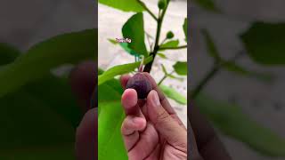 ល្វាបារាំង​ Iraqi fig #fruit #plant #figtree #iraqifig #fig