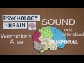 AP Psychology- The Human Brain