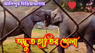 অদ্ভুত হাতির  খেলা ।  Alipur zoo. #viralvideo #alipurzoo