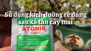 Xài kích rễ và dưỡng rễ đúng sau xả tàn cây mai  // 17-1 âm lịch