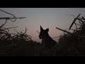 Funny dog with summer sunset Nature walking tour 4k