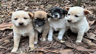 Four 20-day-old puppies were exhausted from hunger and cold when the mother dog did not return