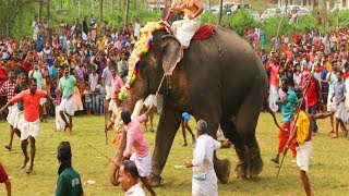 pidikka parambu anayottam 2018 elephant race