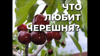 Чего хочет черешня?